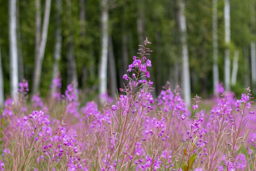 BASF takes aim at blemish-prone skin with fireweed