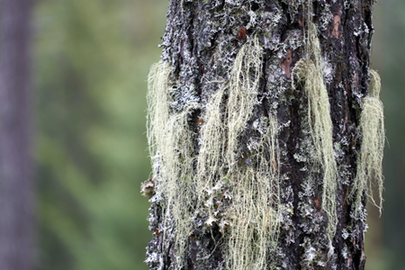 The antibacterial  power of lichens