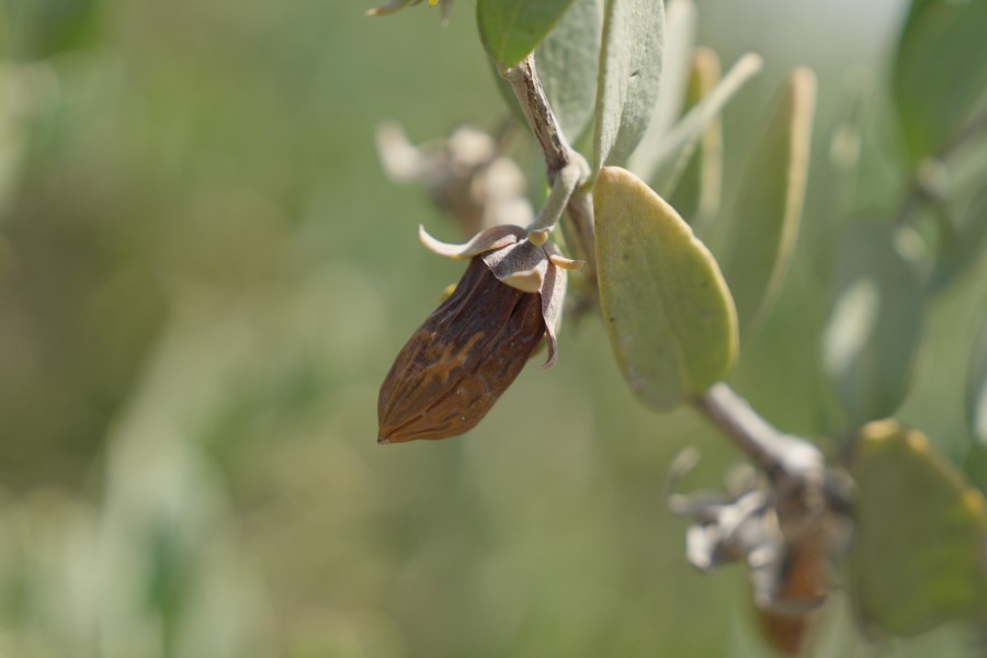 Cargill Beauty makes Jojoba Promise