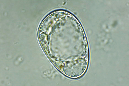 Stereoisomeric flavonoids from active plant cells