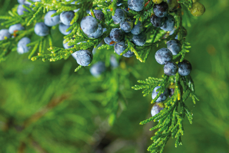 Juniper berry extract for improved skin brightness