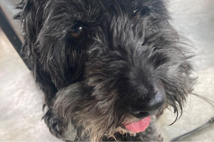 MyMicrobiome launches certification for pet cosmetics