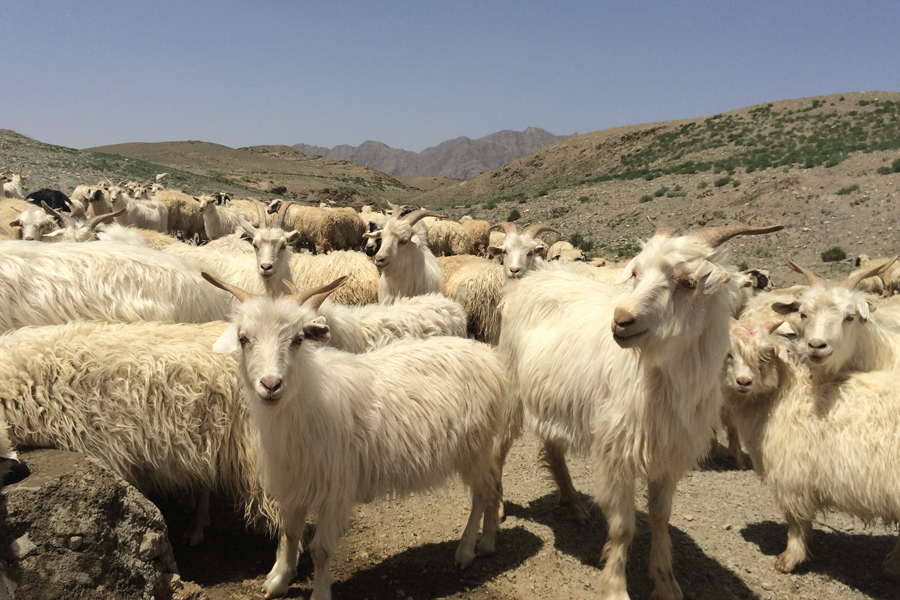 Cashmere-derived keratin for hair care