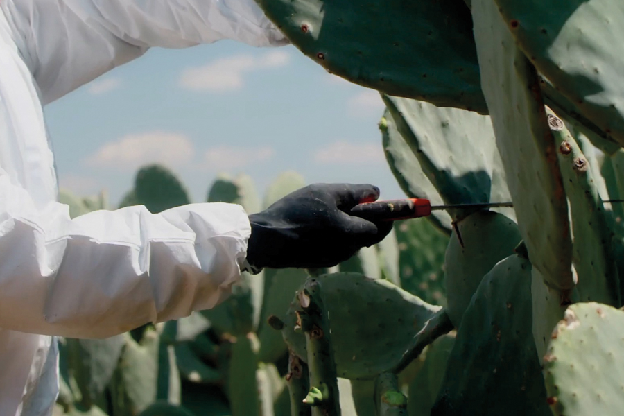 The skin-restoring potential of Opuntia cladodes